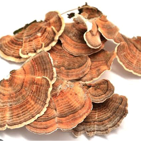 Turkey Tail Mushroom South Africa: Ancient Wisdom Meets Modern Wellness