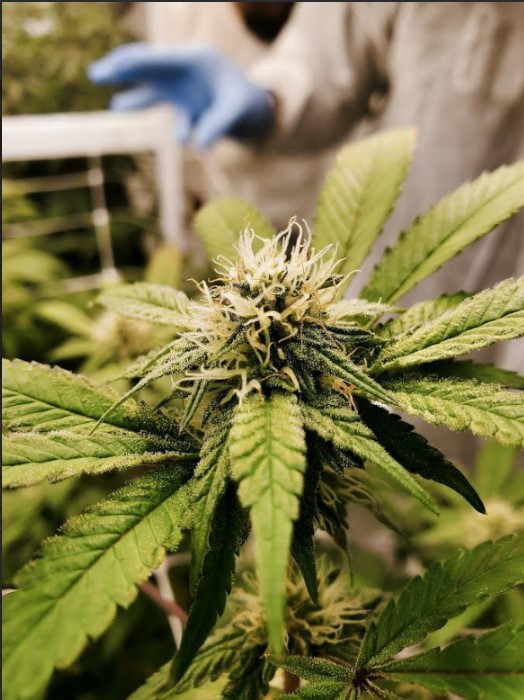 How to Identify High-Quality Cannabis Flower Like a Pro